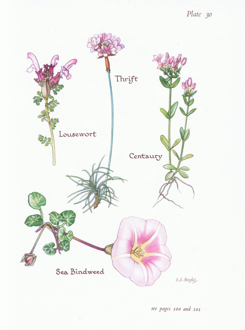 Lusseurt, Thrift or Sea Pink, Centaury, Sea Bindweed, 1951 af Bessie D. Inglis