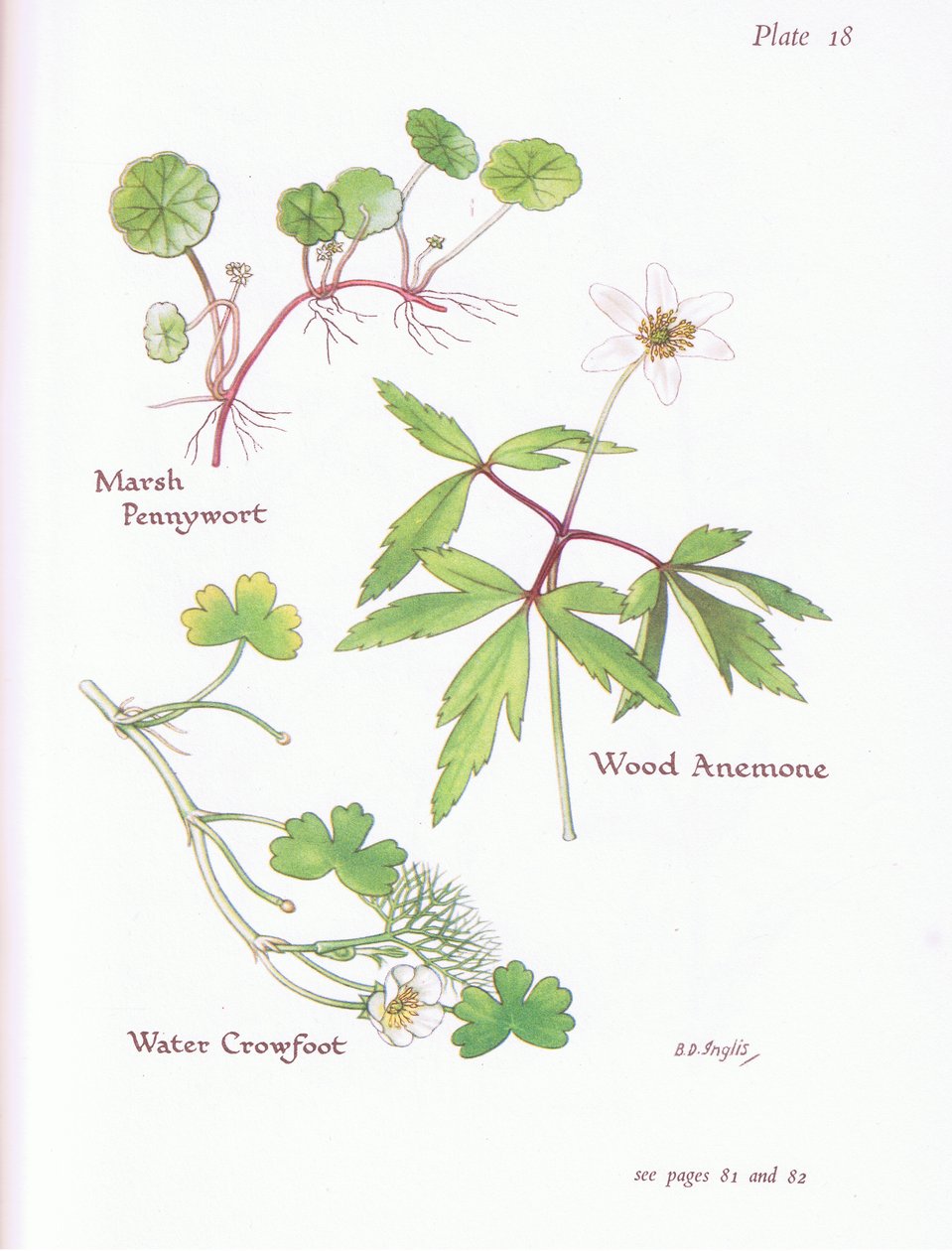 Marsh Pennywort, Skovanemone, Vandkragefod, 1951 af Bessie D. Inglis