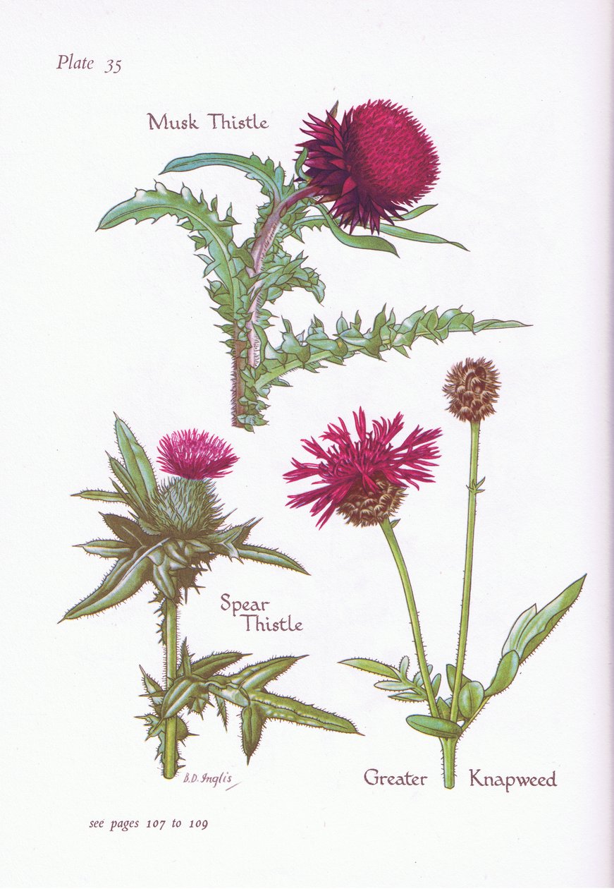 Moskustidsel, Spydtidsel, Greater Knapweed, 1951 af Bessie D. Inglis