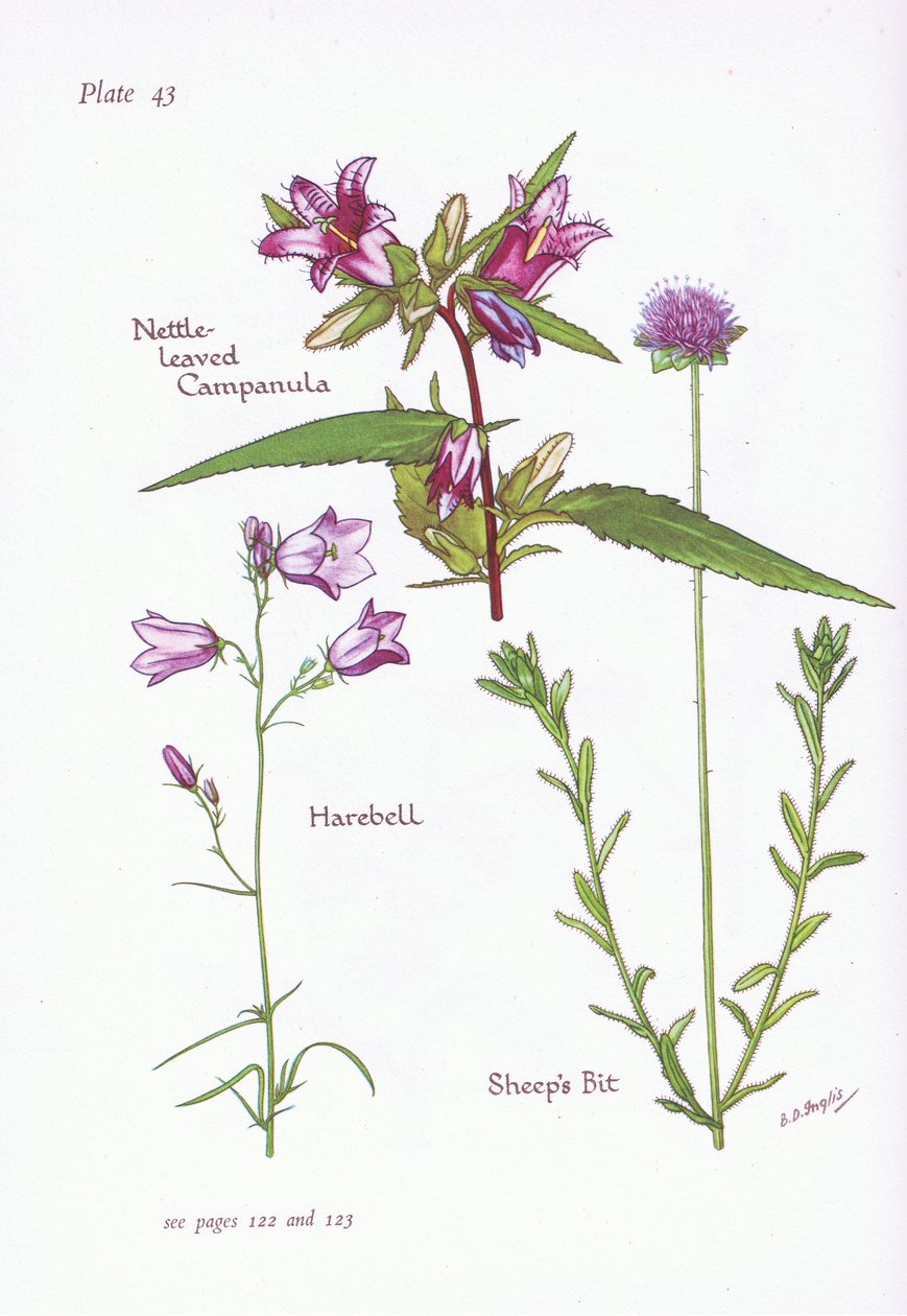 Nældebladet Campanula, Harebell, Sheeps Bit, 1951 af Bessie D. Inglis