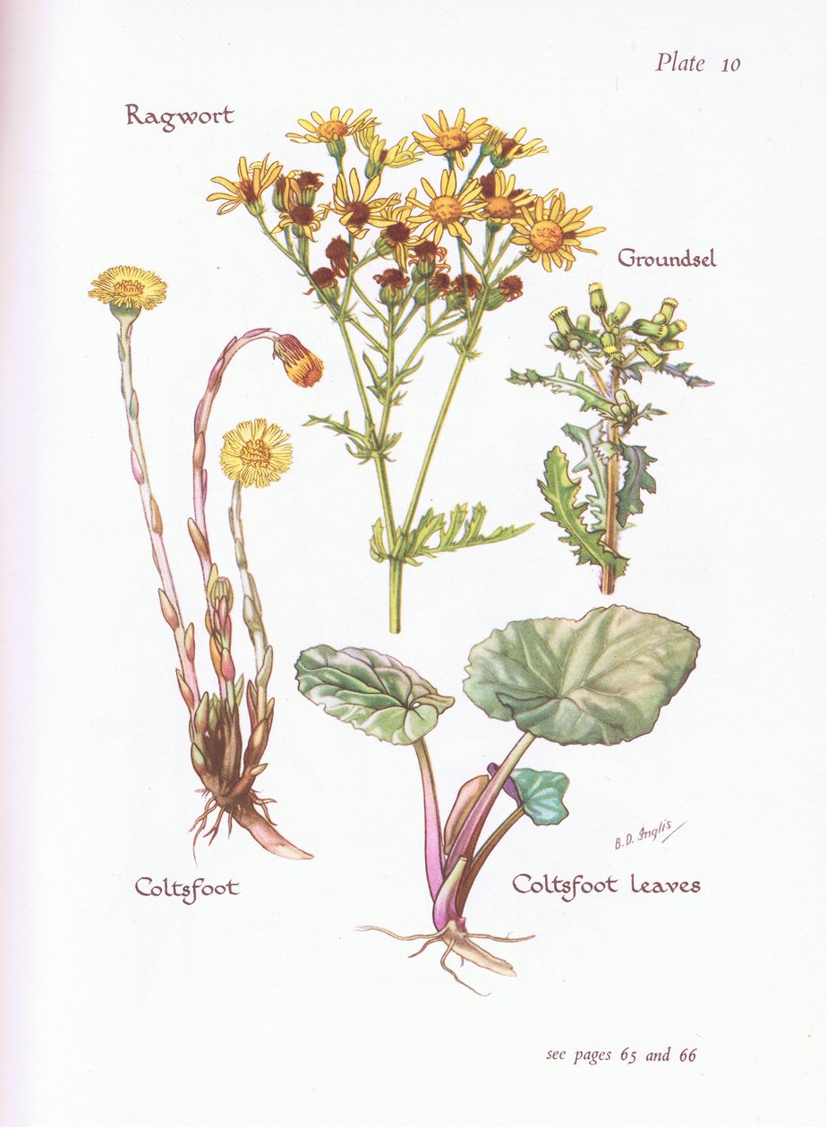 Ragwort, Groundsel, Følfod, 1951 af Bessie D. Inglis
