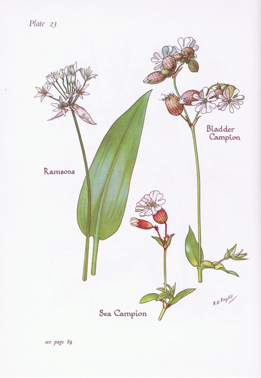 Ramsløg, Blære Campion, Sea Campion, 1951 af Bessie D. Inglis