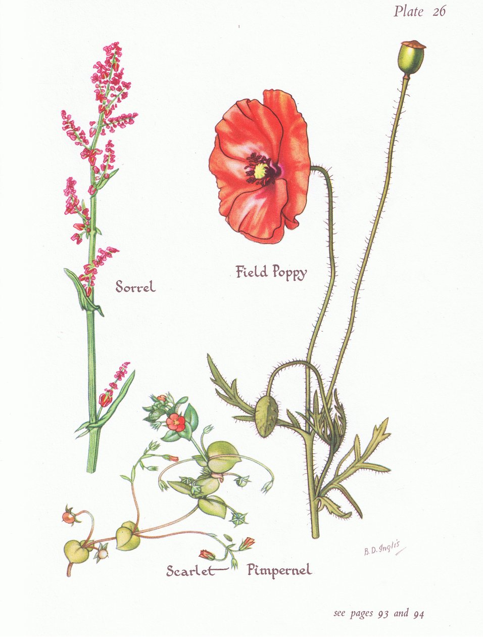 Sørgel, Skarlagen Pimpernel, Markvalmue, 1951 af Bessie D. Inglis