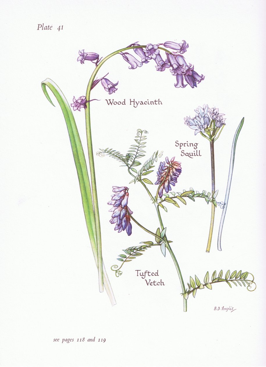 Spring Squill, Wood Hyacinth, Tufted Vikke, 1951 af Bessie D. Inglis