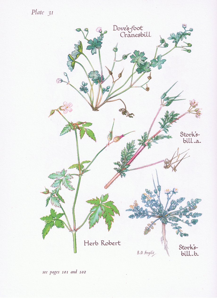 Storks Bill, Doves Foot, Cranesbill, Herb Robert, 1951 af Bessie D. Inglis