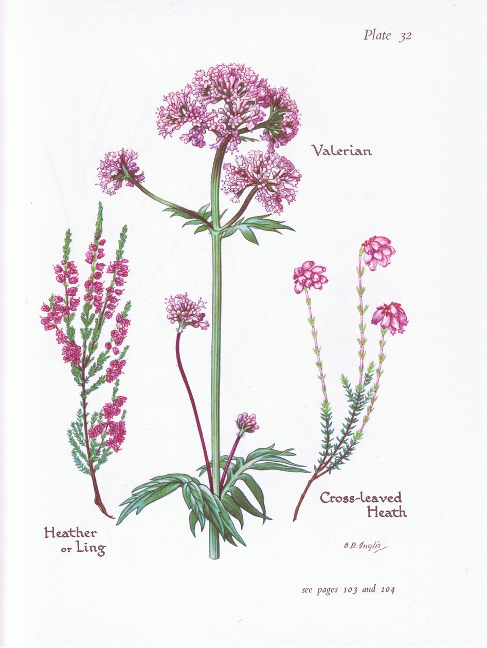 Baldrian, Heather or Ling, Cross Leaved Heath, 1951 af Bessie D. Inglis