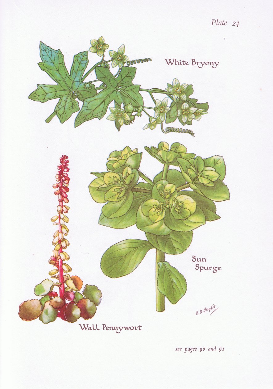 Hvid brylonia, Solspore, Væggelav, 1951 af Bessie D. Inglis