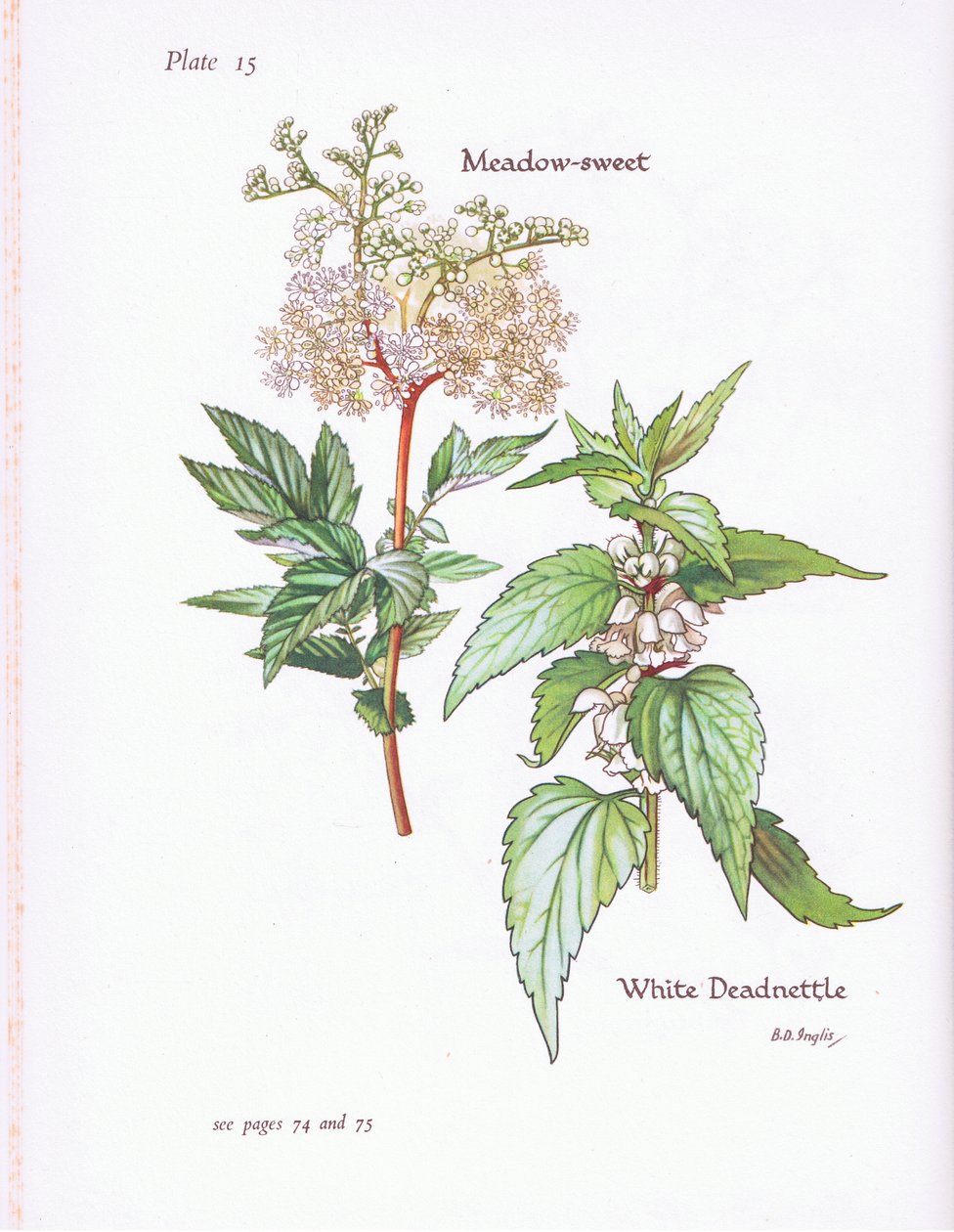 White Deadnettle, Meadow Sweet, 1951 af Bessie D. Inglis
