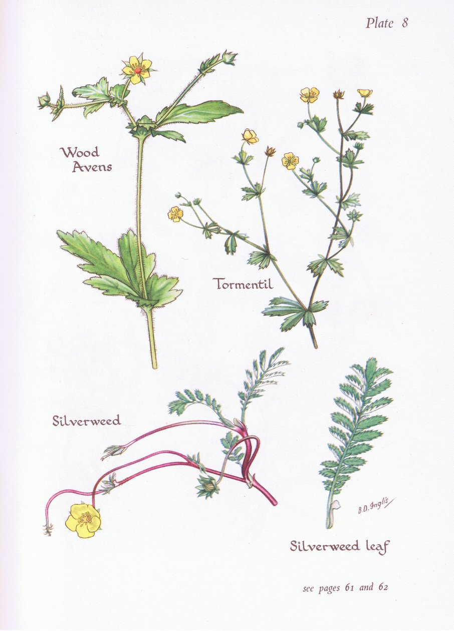 Wood Avens, Tormentil, Silverweed, 1951 af Bessie D. Inglis