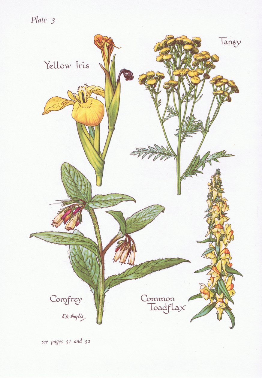 Gul iris, Tansy, Comfrey, Almindelig tudsehør, 1951 af Bessie D. Inglis
