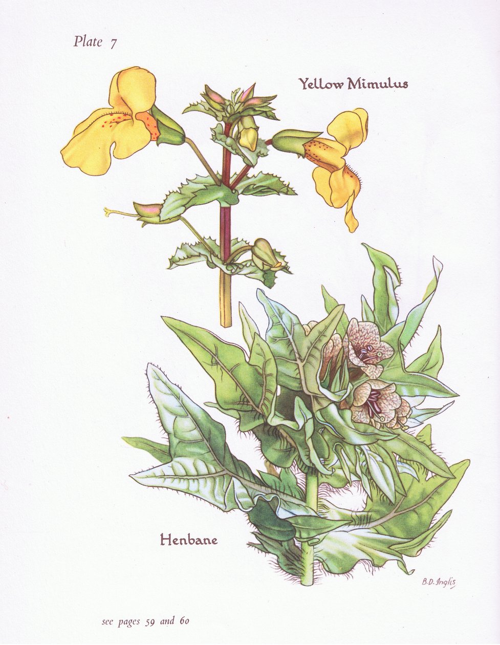 Yellow Mimulus, Henbane, 1951 af Bessie D. Inglis