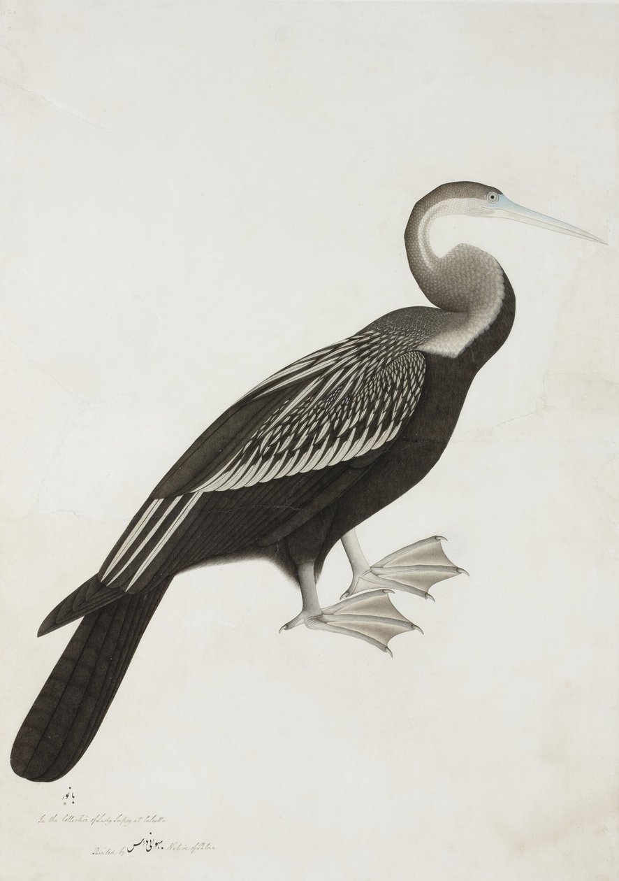 The Indian Darter eller Snake-bird (Anhinga melanogaster), ca. 1780 (ugennemsigtigt wc på papir) af Bhawani Das