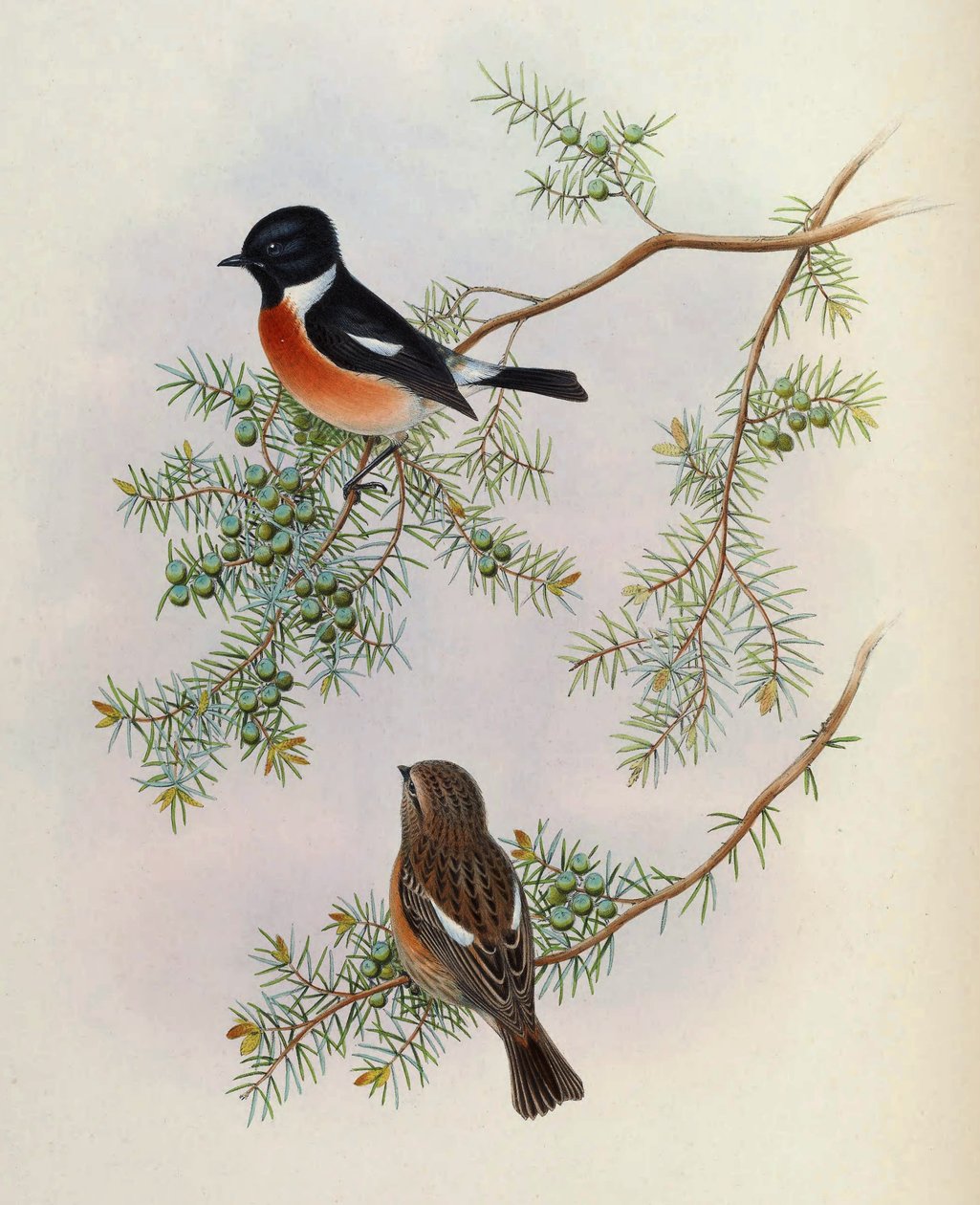 Saxicola maurus indicus, på Juniperus formosana. Fra The Birds of Asia (John Gould), bind 4 af BirdsAsiaJohnGoIVGoul_0144.jpg
