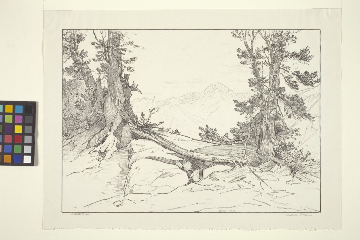 Sierra Pines (blæk på papir) af Bolton Coit Brown