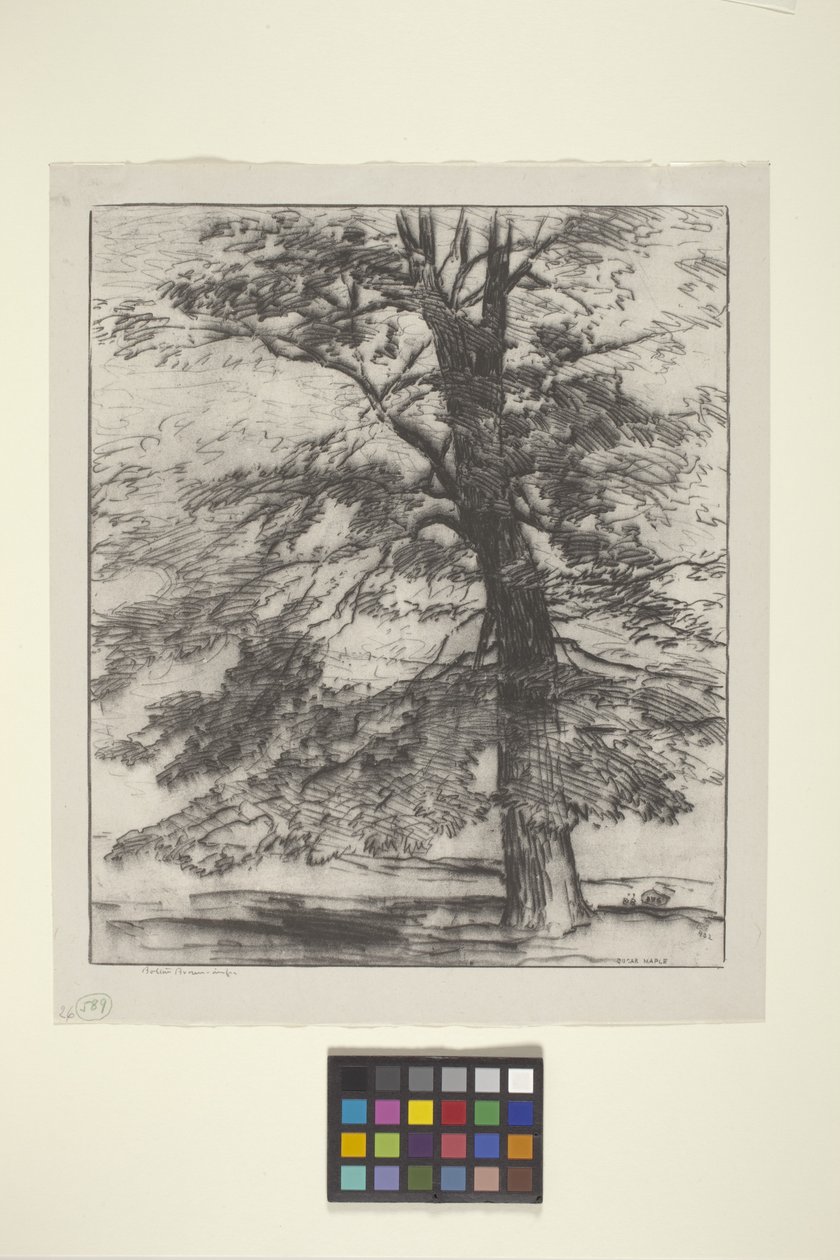 Sugar Maple (blæk på papir) af Bolton Coit Brown