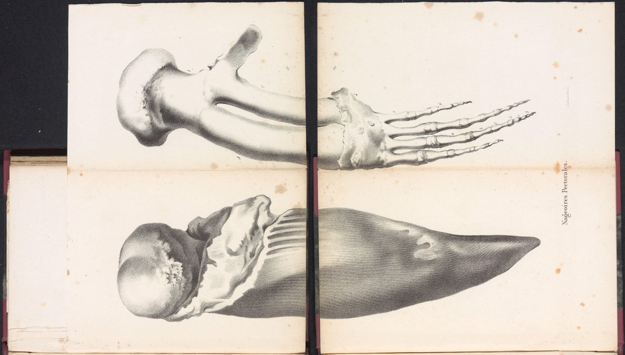 Hvalens brystfinner, 1827 Nageoires Pectorales (titel på objekt) af Bossuet