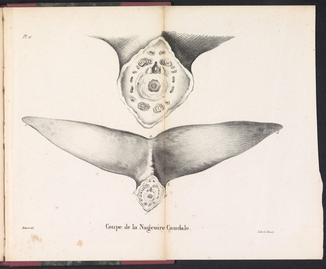 Udsnit af hvalens halefinne, 1827 Coupe de la Nageoire Caudale (titel på objektet) af Bossuet