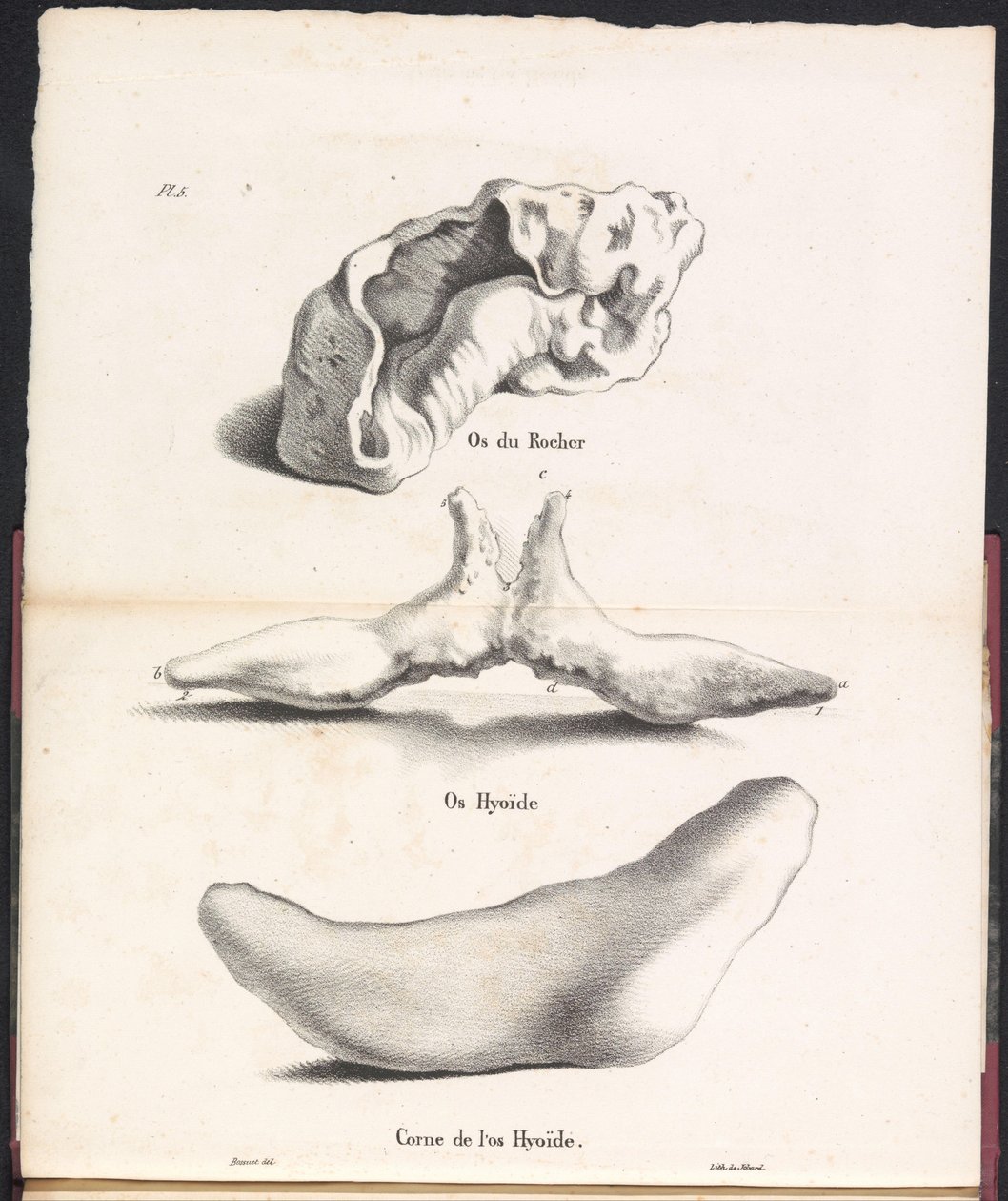 Tre dele af hvalens hyoidknogle, 1827 Os du Rocher / Os Hyoid / Corne de l