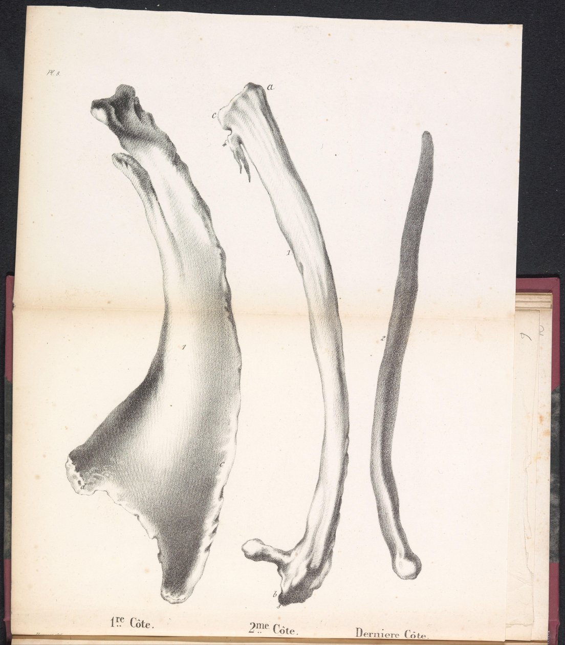 Hvalens tre ribben, 1827 1st Côte / 2me Côte / Derniere Côte (titel på objekt) af Bossuet