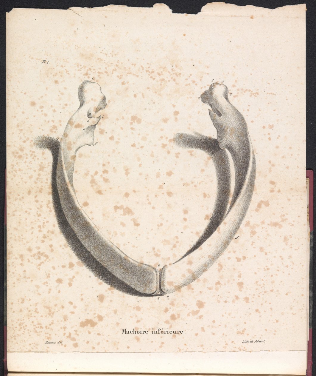 Hvalens underkæbe, 1827 Machoire inferior (titel på objekt) af Bossuet