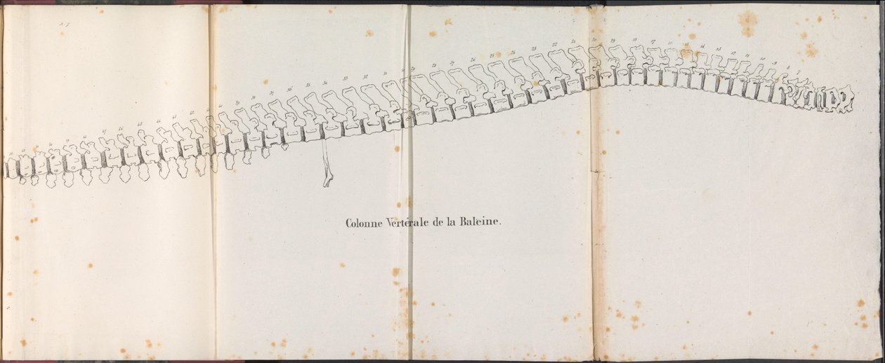Hvalens rygrad, 1827 Colonne Vertébrale de la Baleine (titel på objektet) af Bossuet