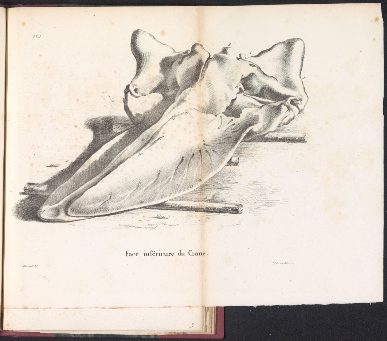 Schedel van de walvis, 1827 Undersiden af ​​kraniet (titel på objekt) af Bossuet