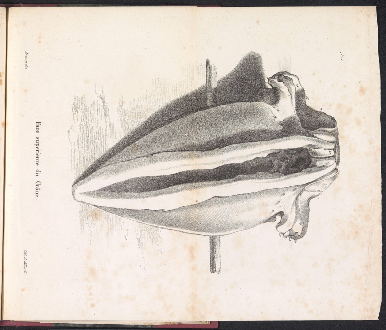 Hvalkranie, 1827 Face supérieure du Crâne (titel på objekt) af Bossuet