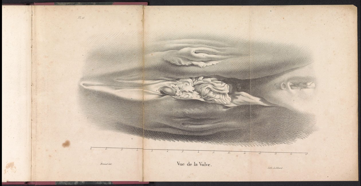 Hvalens kvindelige kønsorganer, 1827 Vue de la Vulve (titel på objekt) af Bossuet