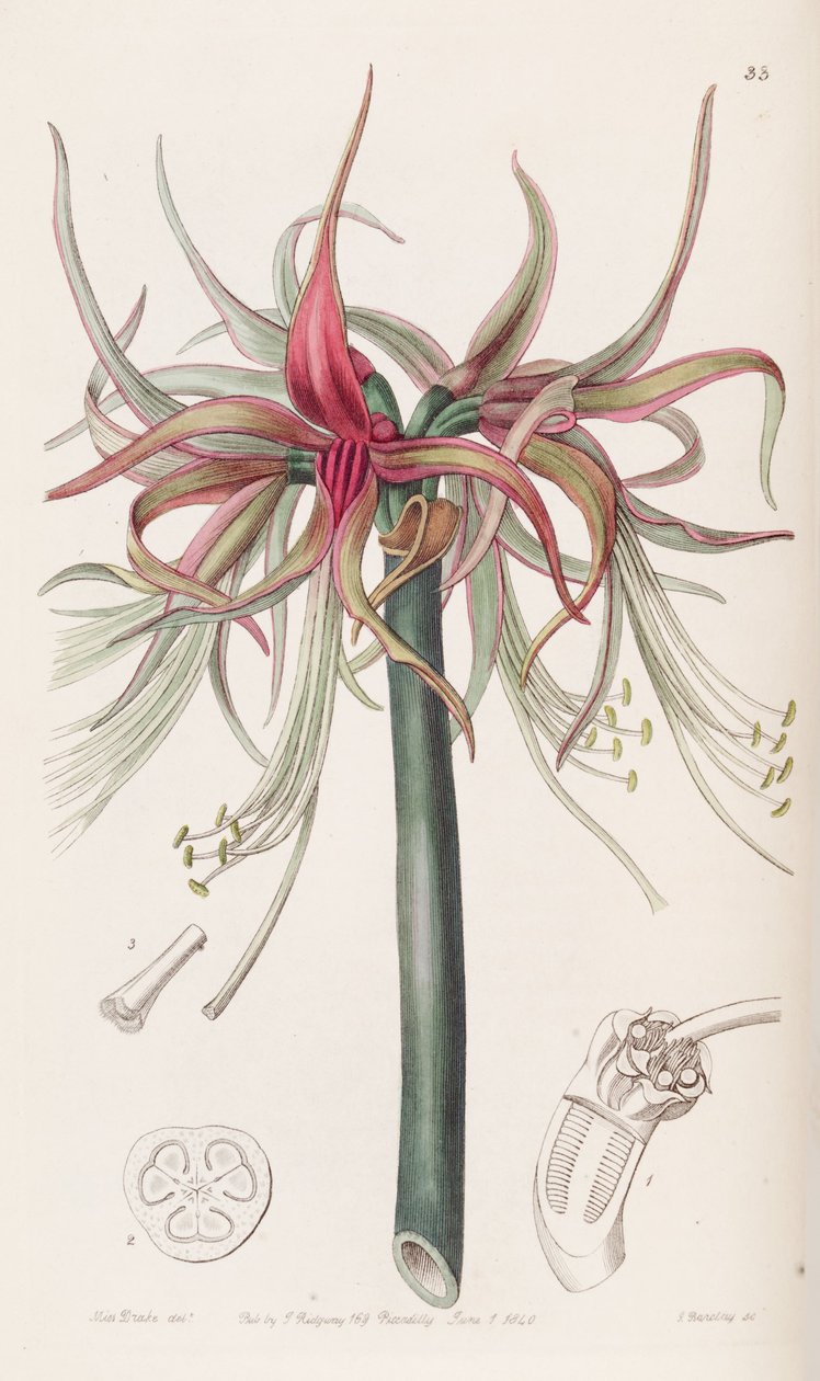 Hippeastrum cybister af Botanical Register