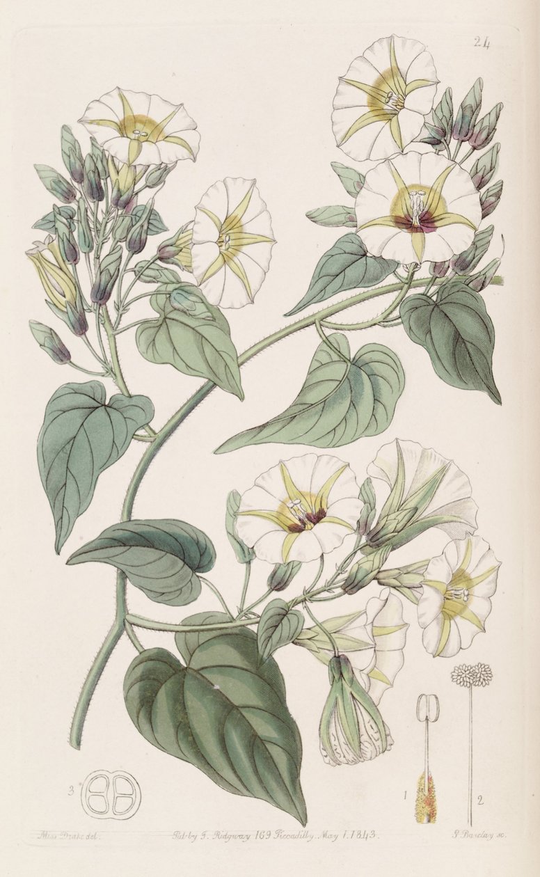 Merremia umbellata af Botanical Register