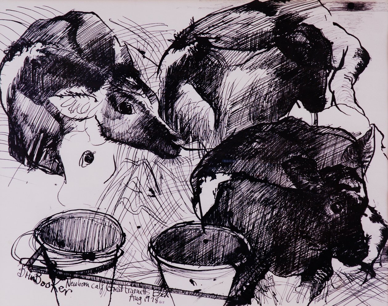Kalve, fugtige, nyfødte, 1978 af Brenda Brin Booker