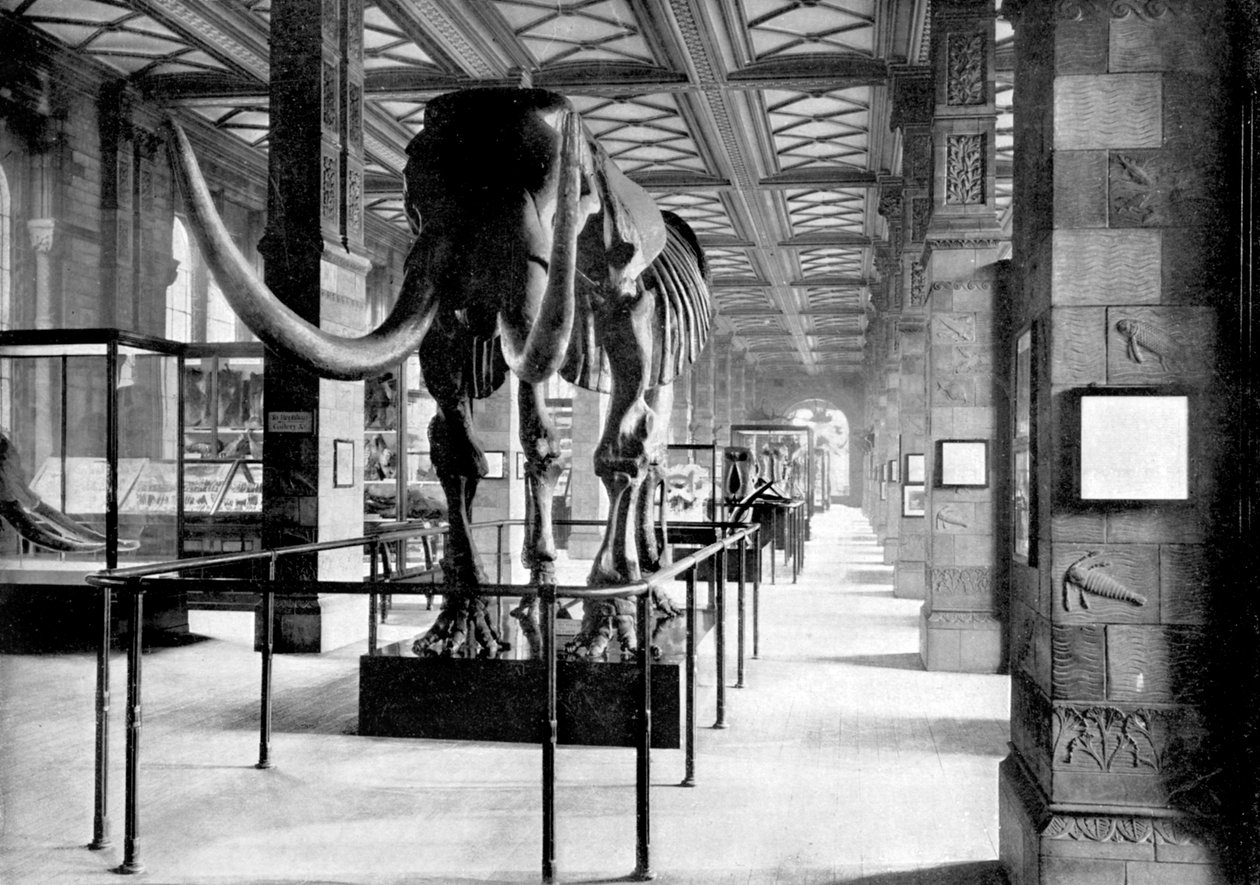 The Great Mastodon i South-East Gallery of the Natural History Museum, South Kensington, London, 1890 af British Photographer