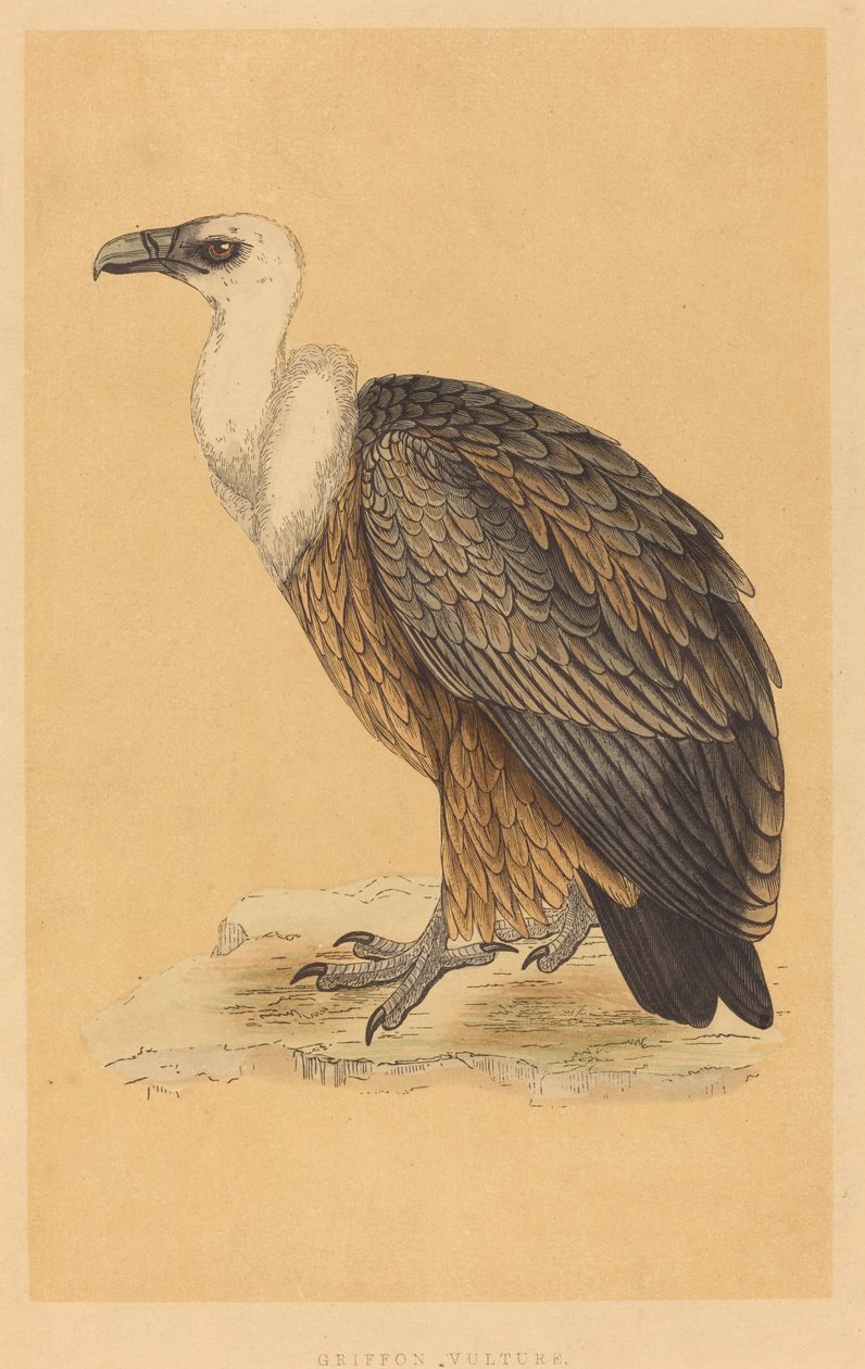 Griffon Vulture af British 19th Century