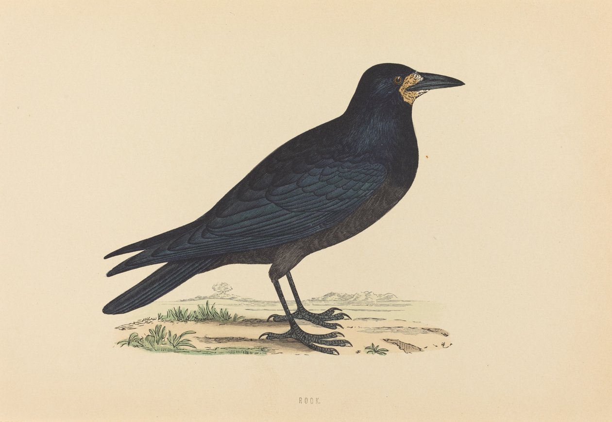 Rook af British 19th Century