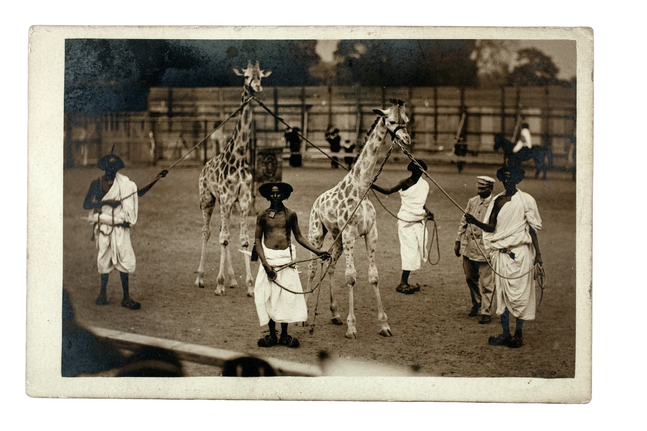 Kirahvit ja niiden somalikäsittelijät, n. 1905 (gelatiinihopeaprintti) af British Photographer