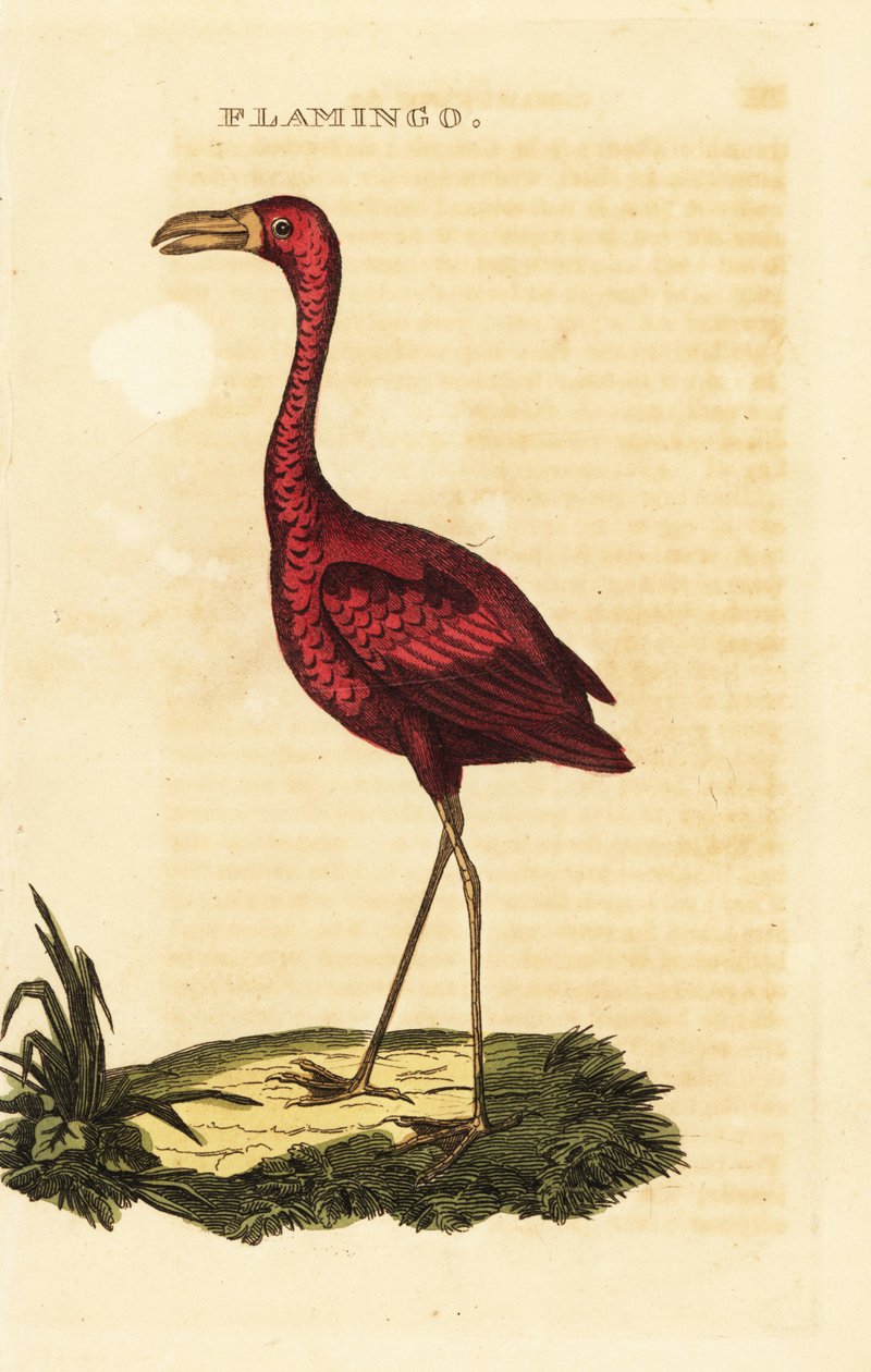 Amerikansk flamingo, Phoenicopterus ruber af British School