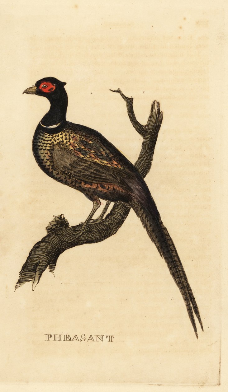 Almindelig fasan, Phasianus colchicus af British School