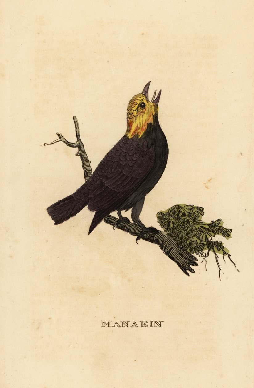 Guldhovedet manakin, Ceratopipra erythrocephala af British School