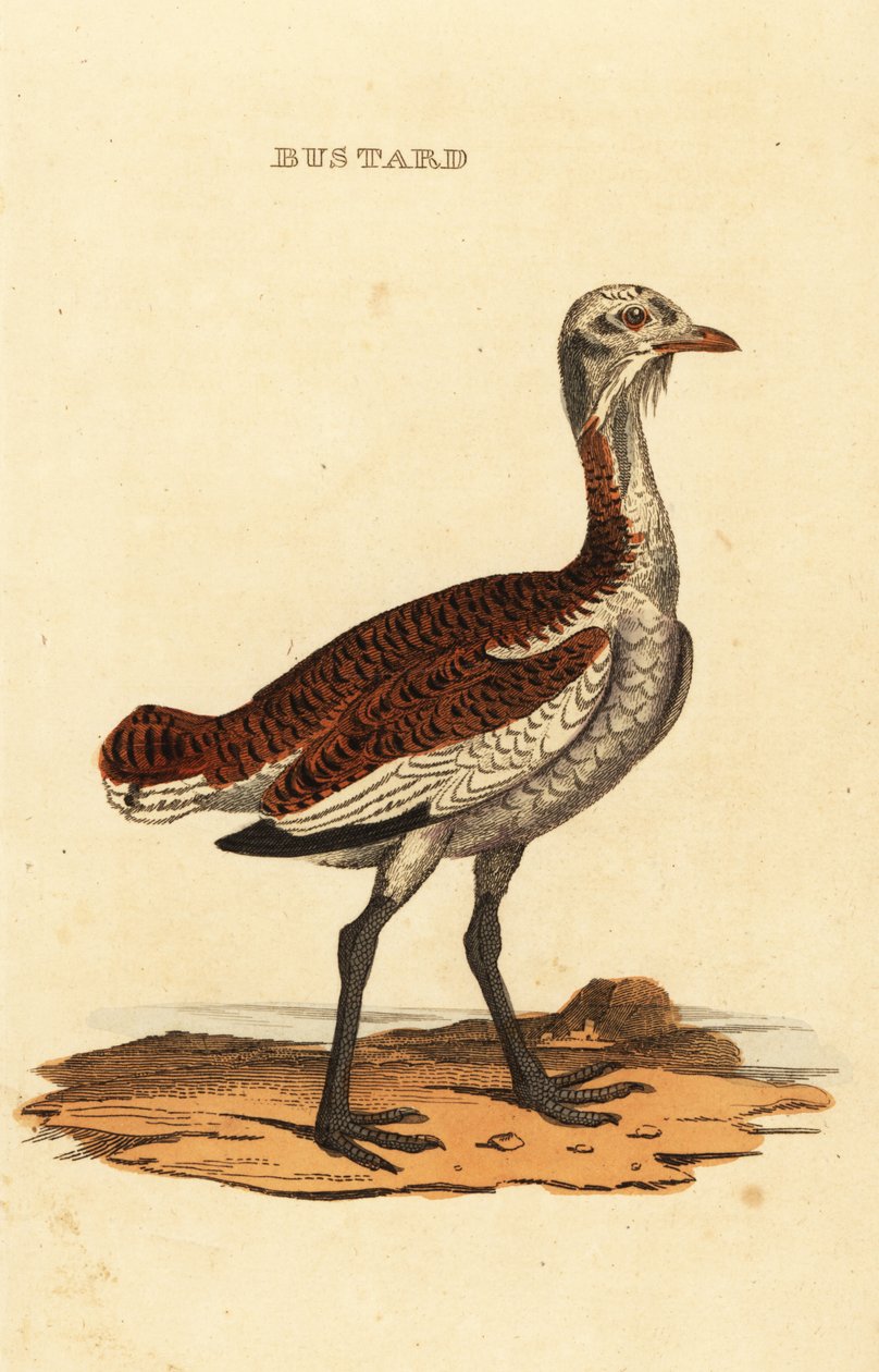 Flot bustard, Otis tarda af British School
