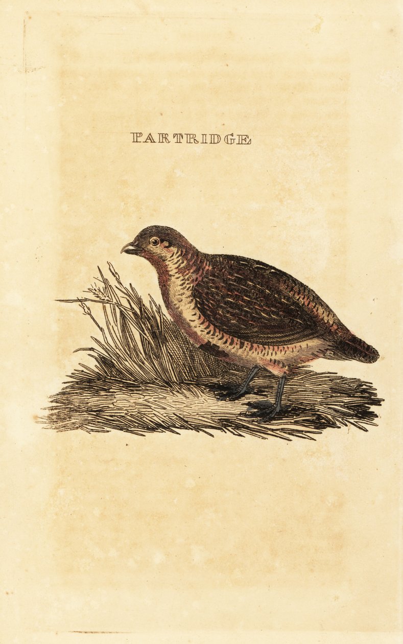 Gråagerhøne, Perdix perdix af British School