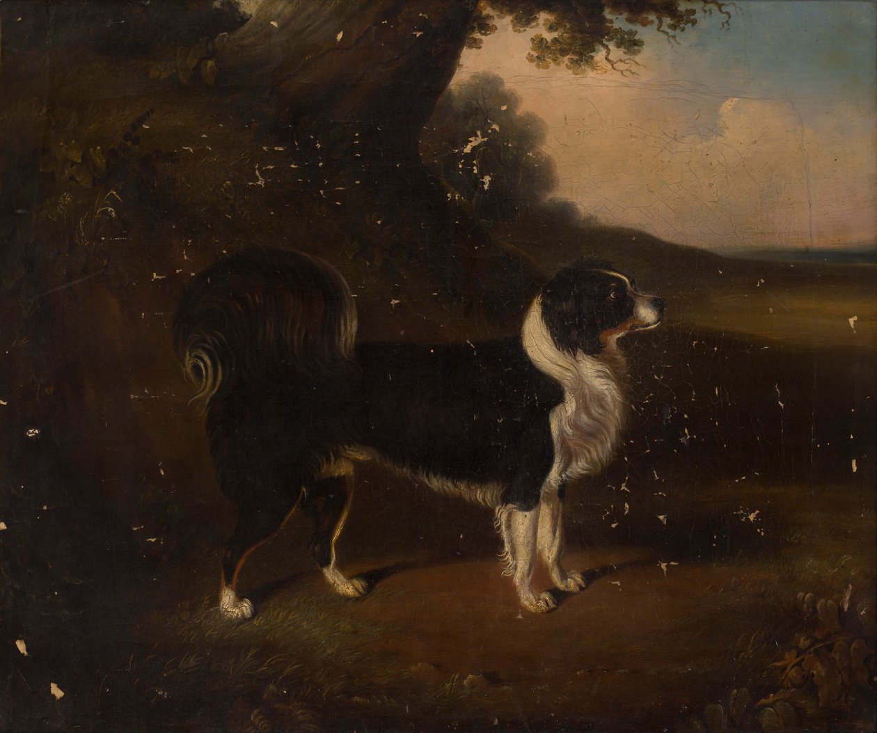 Portræt af en hund (olie på lærred) af British School