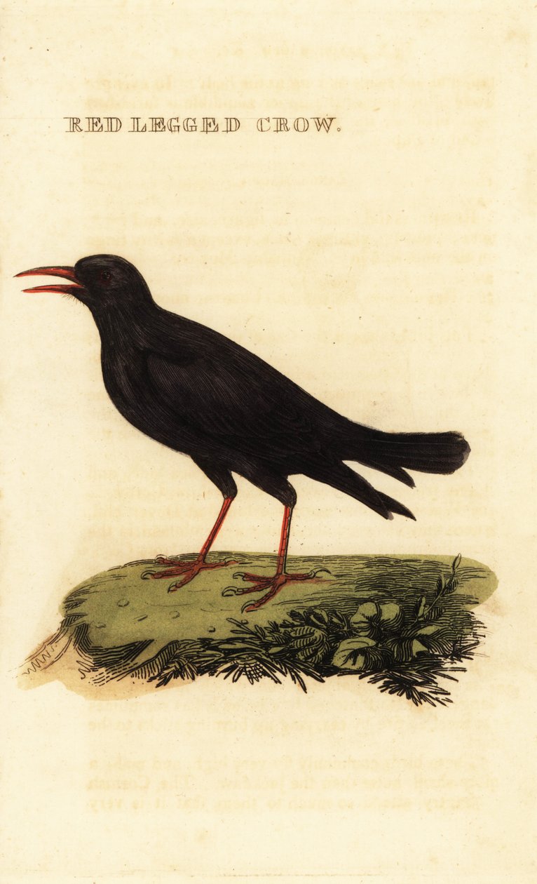 Rødnæbbet chough, Pyrrhocorax pyrrhocorax af British School