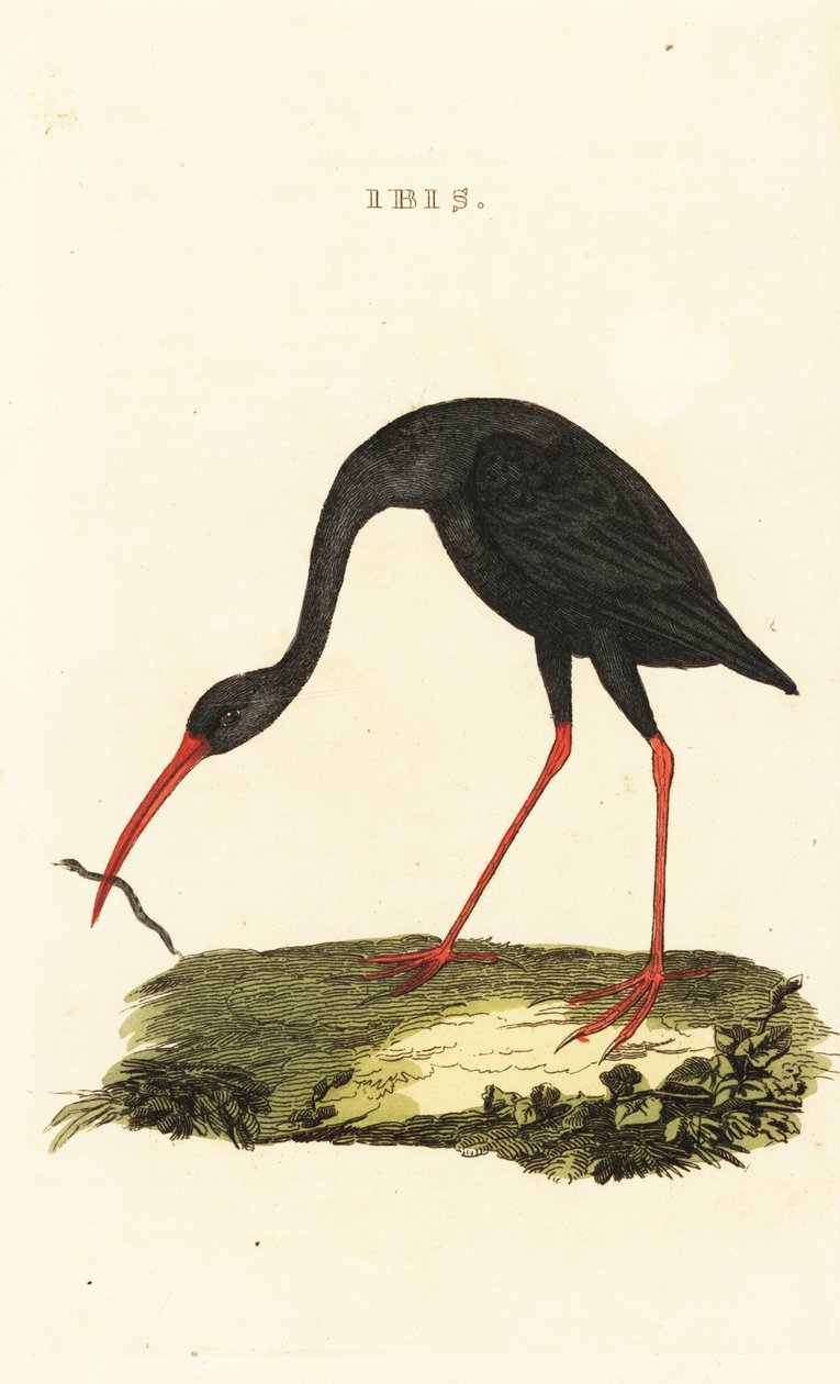 Skarphalet ibis, Cercibis oxycerca af British School