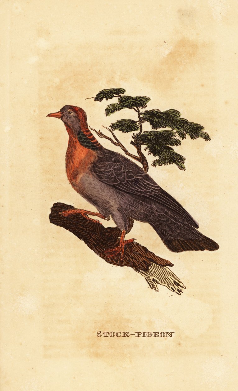 Stokdue, Columba oenas af British School