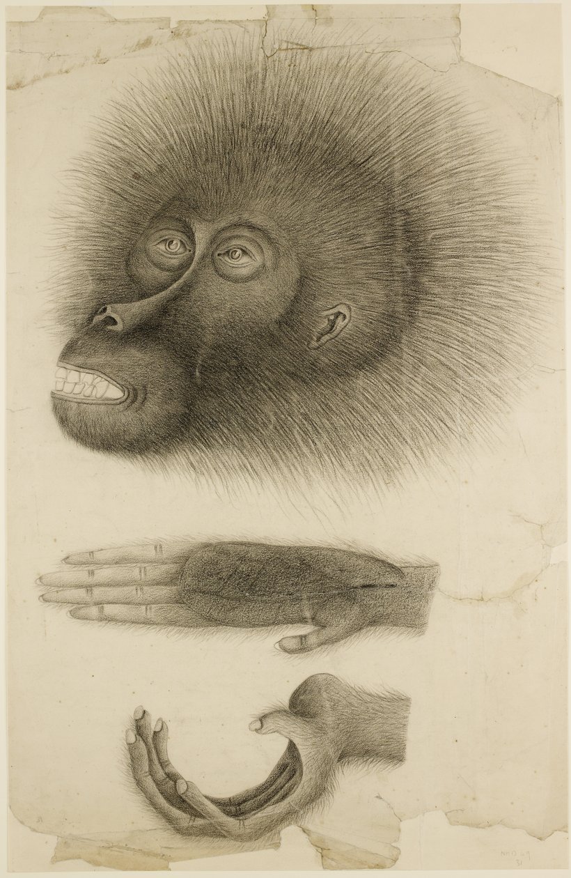 Hovedet og hænderne på en Orang-utang, ca. 1818-30 (blyant og akvarel på papir) af British School