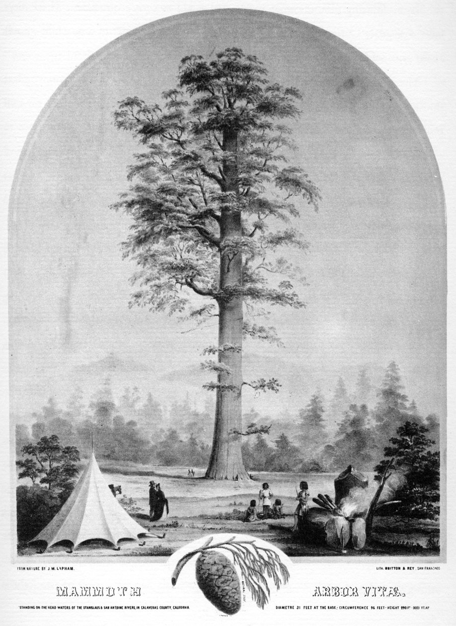 Et højt træ, Californien, USA, 1800-tallet 1937. af Britton and Rey