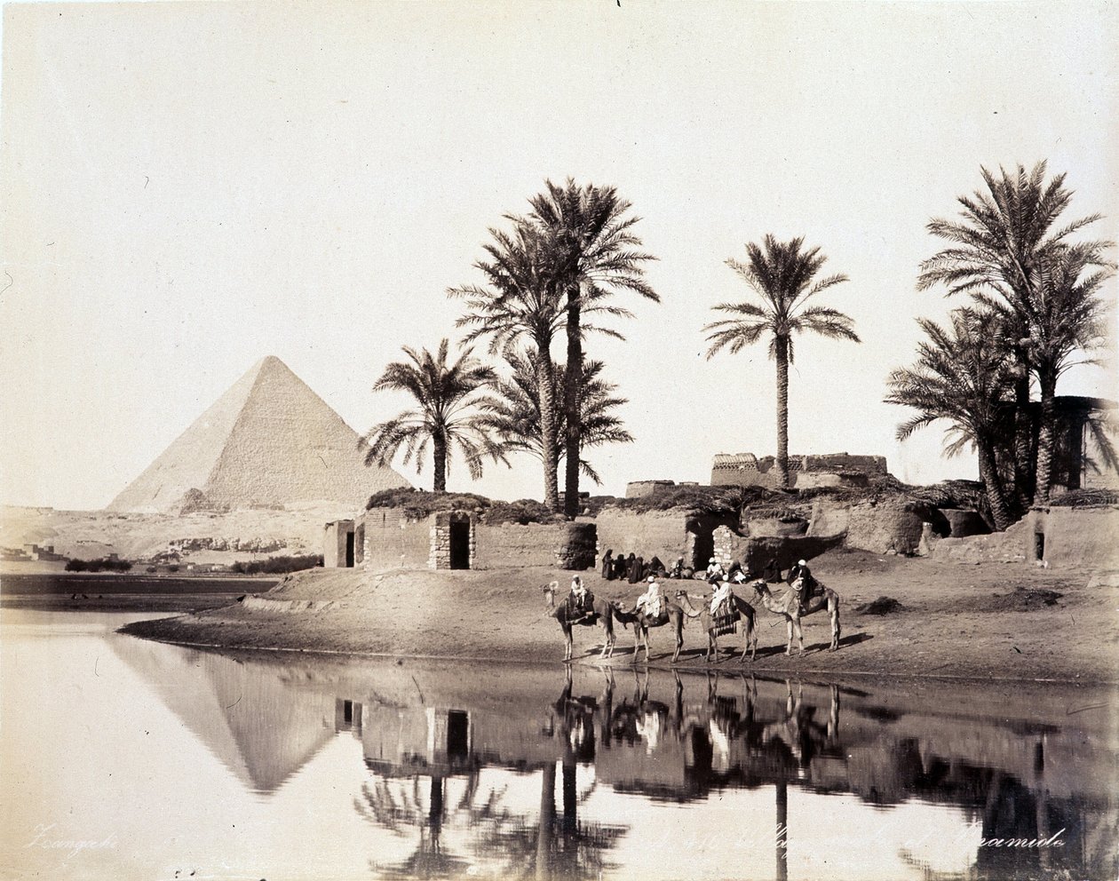 Kameler drikker ved foden af pyramiderne i Egypten - fotografi af Zangali-brødrene, slutningen af det 19. århundrede af Brothers Zangaki
