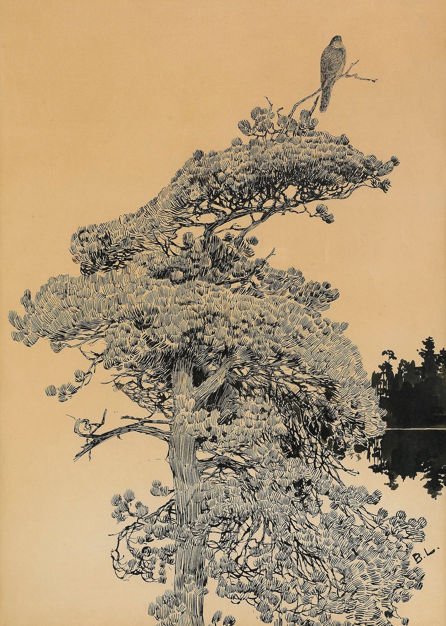Peregrine Falcon in treetopnSvenska: Pilgrimsfalk i tradtoppn af Bruno Andreas Liljefors