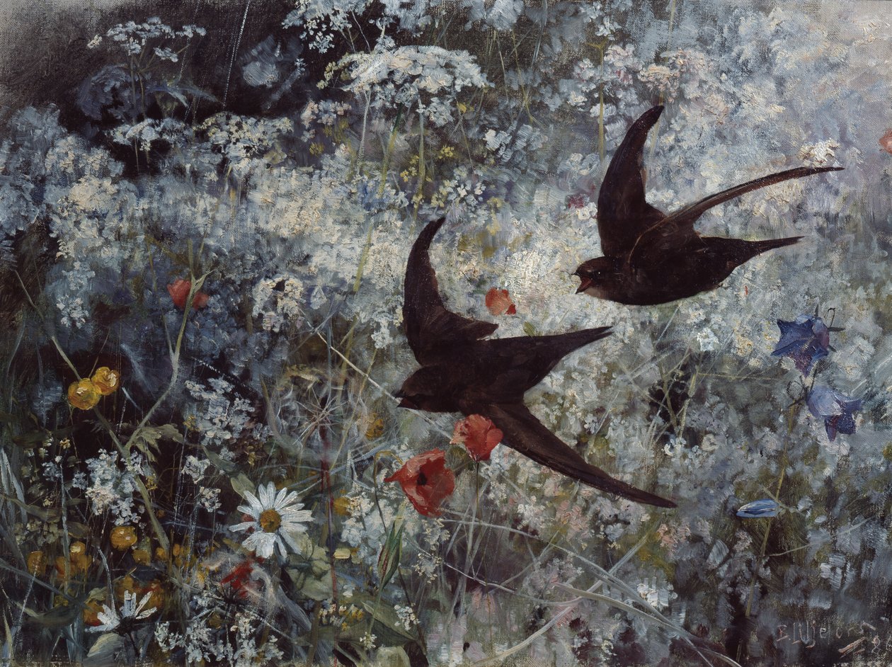 (Almindelig) Swift af Bruno Andreas Liljefors
