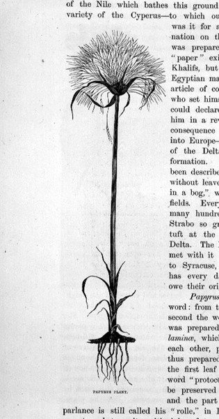 Papyrus plante af Bruno Heinrich Strassberger